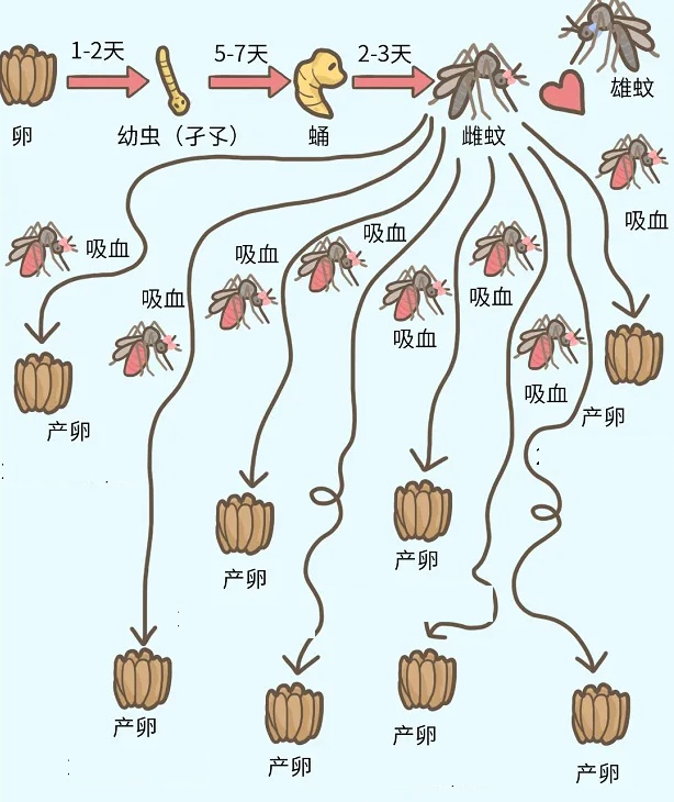 蚊子.jpg 蚊子.jpg